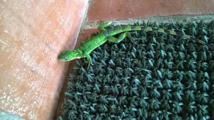 WP_20170615_13_48_30_Pro