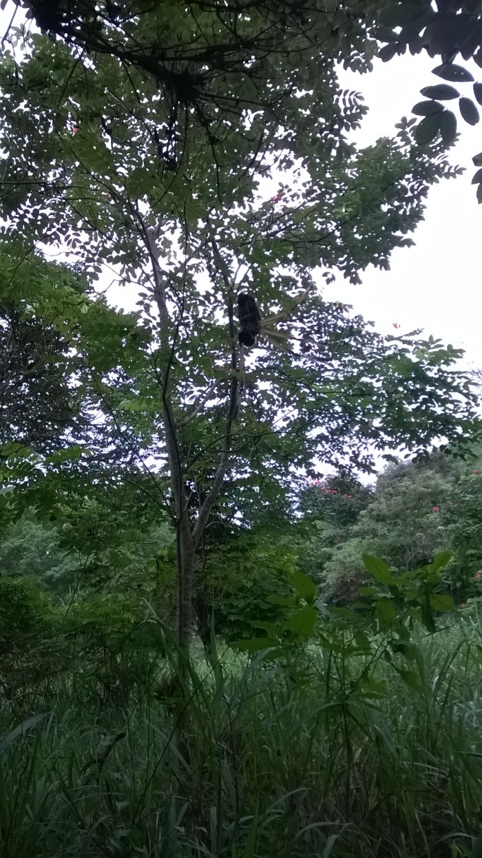 WP_20170731_17_13_21_Pro