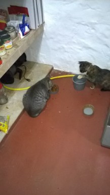 WP_20171125_20_15_11_Pro