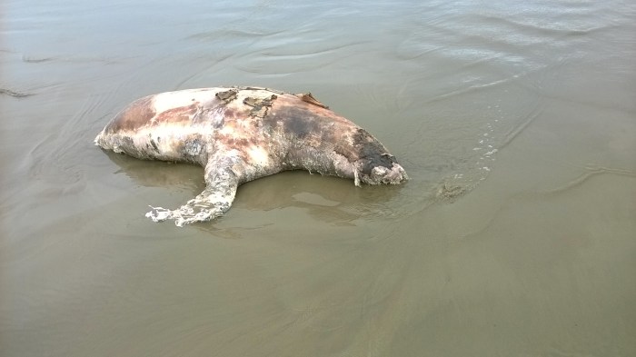 WP_20171213_10_57_26_Pro