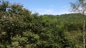 WP_20171218_09_37_12_Pro