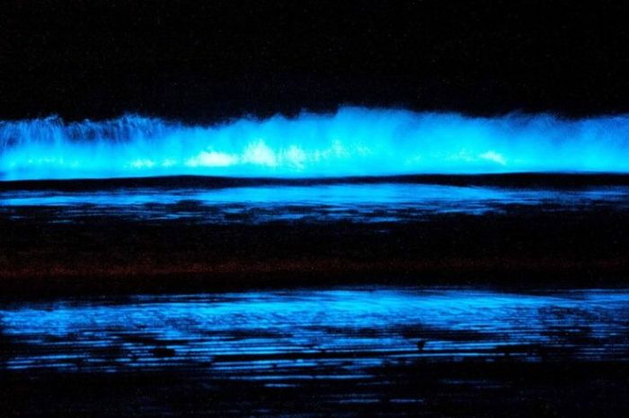 phosphorescent plankton = glowing waves _ glow _ Pinterest