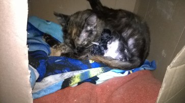 WP_20180814_20_15_36_Pro